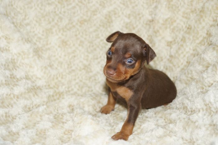 人気色！！【チョコタン】男の子（020501）ミニチュアピンシャー