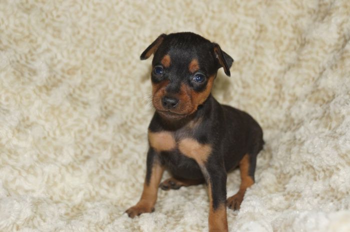 小ぶり！！【ブラックタン】女の子（022401）ミニチュアピンシャー