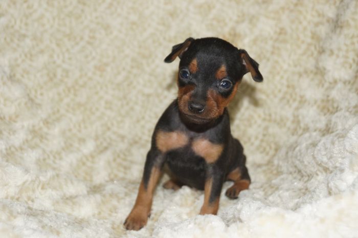 小ぶり！！【ブラックタン】女の子（022402）ミニチュアピンシャー