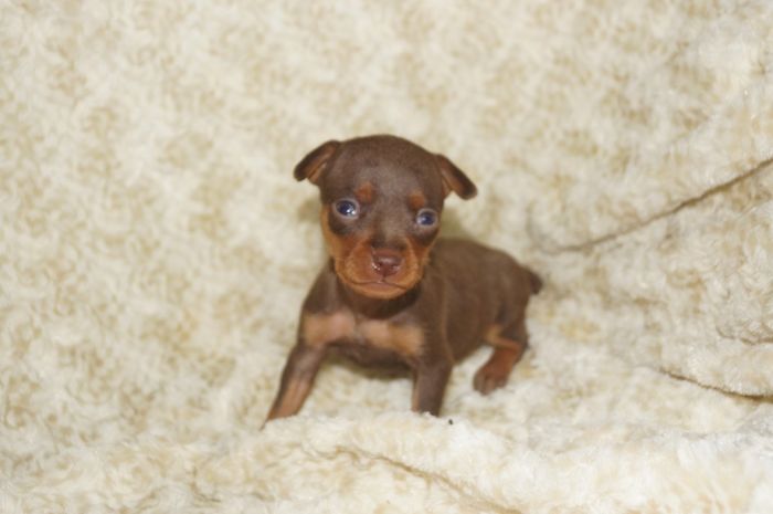 小ぶり！！【チョコタン】女の子（030501）ミニチュアピンシャー