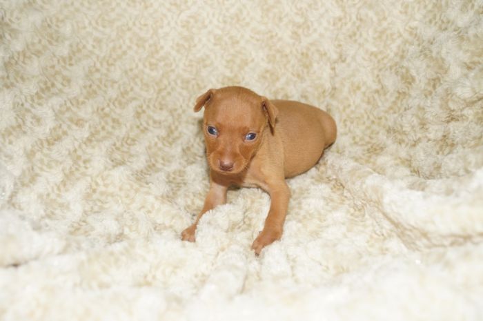 小ぶり！！【レッド】女の子（030503）ミニチュアピンシャー