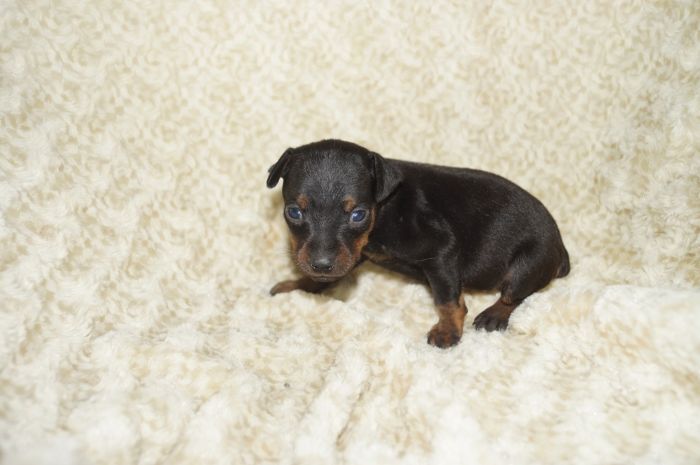 小ぶり！！【ブラックタン】男の子（030504）ミニチュアピンシャー