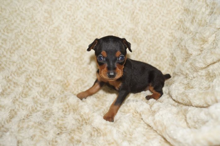 小ぶり！！【ブラックタン】女の子（030301）ミニチュアピンシャー