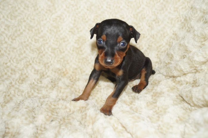 小ぶり！！【ブラックタン】男の子（030302）ミニチュアピンシャー