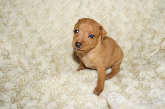 小ぶり！！【レッド】男の子（031001）ミニチュアピンシャー