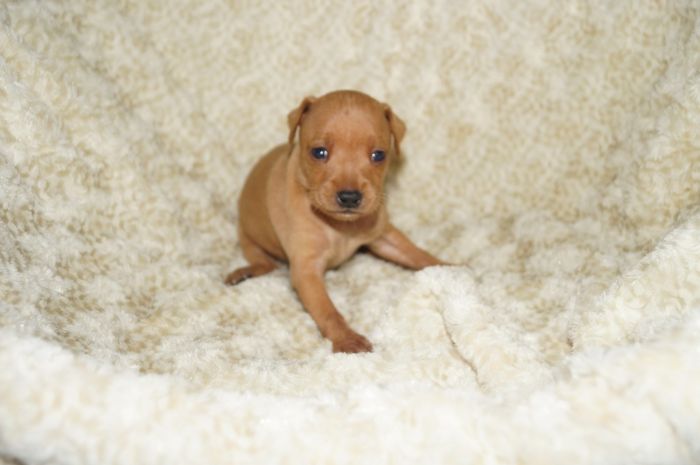 小ぶり！！【レッド】女の子（031002）ミニチュアピンシャー