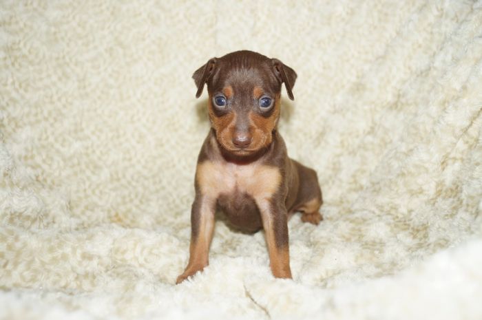 小ぶり！！【チョコタン】女の子（031003）ミニチュアピンシャー