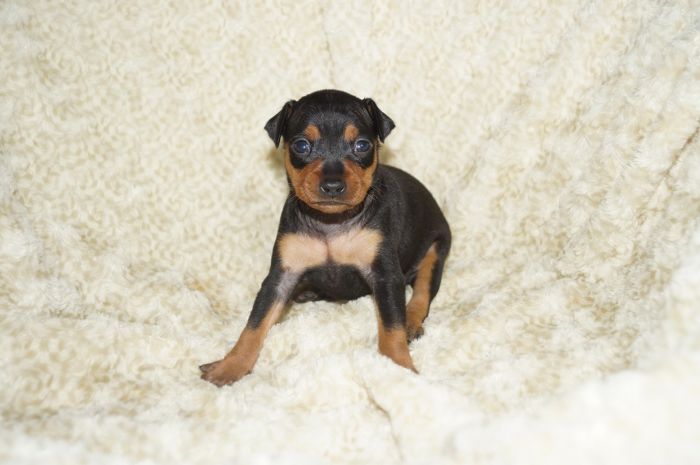 小ぶり！！【ブラックタン】男の子（031004）ミニチュアピンシャー