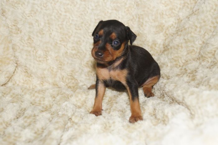 小ぶり！！【ブラックタン】女の子（040801）ミニチュアピンシャー