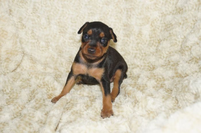 小ぶり！！【ブラックタン】女の子（040802）ミニチュアピンシャー