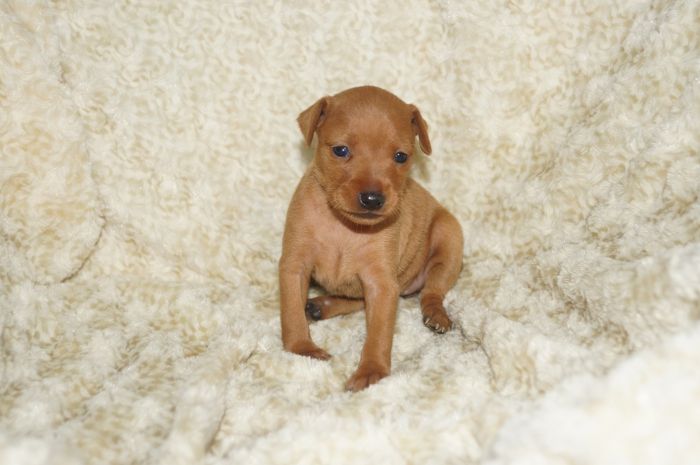 小ぶり！！【レッド】女の子（040803）ミニチュアピンシャー