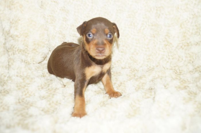 人気色！！【チョコタン】女の子（040901）ミニチュアピンシャー