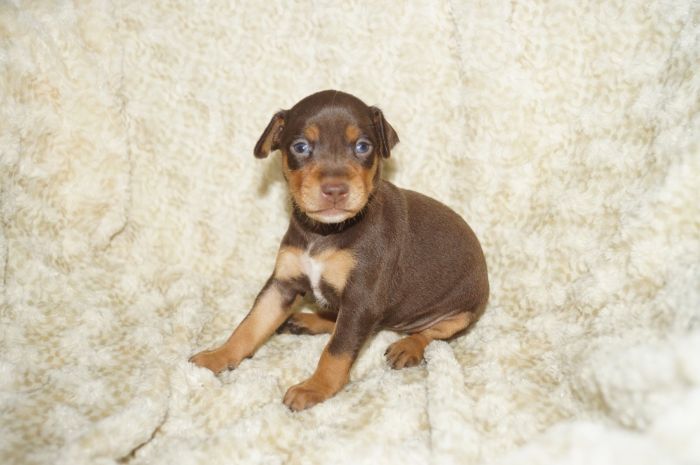 人気色！！【チョコタン】女の子（040902）ミニチュアピンシャー