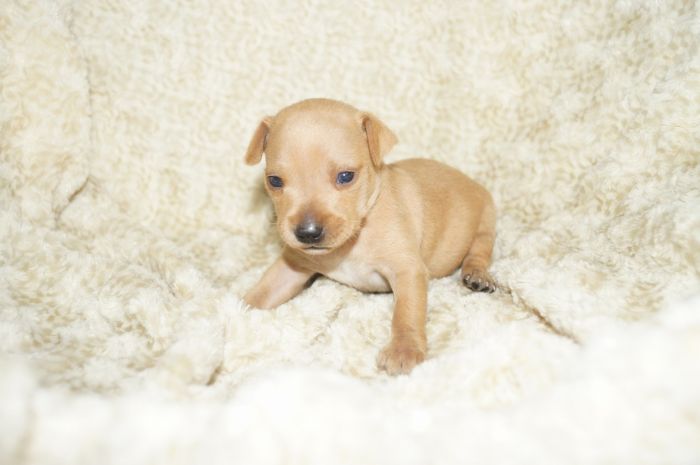 小ぶり！！【レッド】男の子（040903）ミニチュアピンシャー