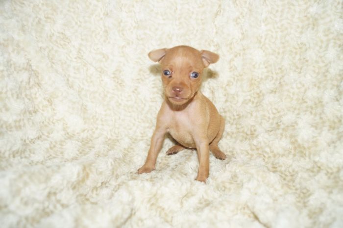 極小！！【レッド】男の子（041401）ミニチュアピンシャー