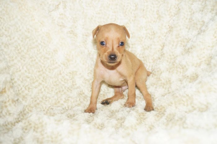 小ぶり！！【レッド】男の子（041402）ミニチュアピンシャー