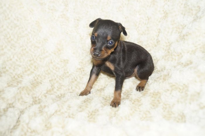 小ぶり！！【ブラックタン】男の子（041403）ミニチュアピンシャー