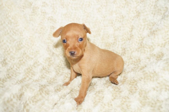 小ぶり！！【レッド】女の子（041601）ミニチュアピンシャー