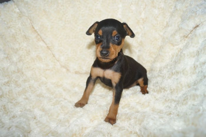 小ぶり！！【ブラックタン】女の子（042801）ミニチュアピンシャー