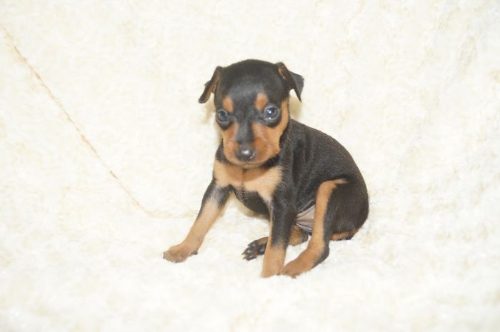 小ぶり！！【ブラックタン】女の子（042802）ミニチュアピンシャー