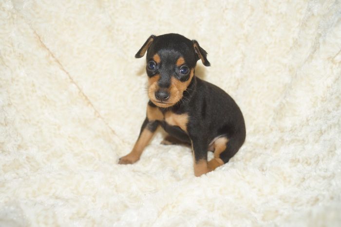 小ぶり！！【ブラックタン】男の子（042803）ミニチュアピンシャー