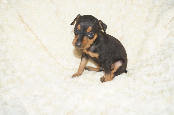 小ぶり！！【ブラックタン】男の子（042804）ミニチュアピンシャー