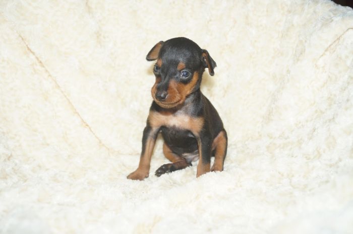 小ぶり！！【ブラックタン】男の子（042805）ミニチュアピンシャー