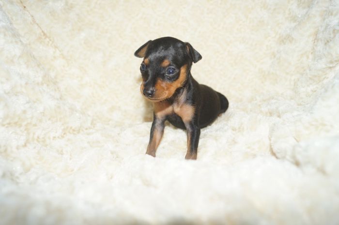 極小！！【ブラックタン】女の子（051201）ミニチュアピンシャー