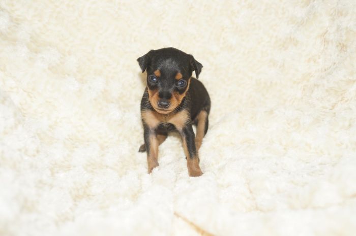 極小！！【ブラックタン】女の子（051202）ミニチュアピンシャー