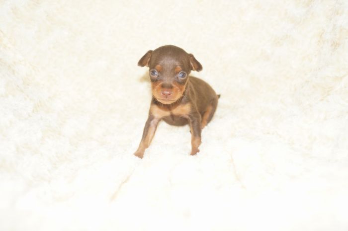 極小！！【チョコタン】男の子（051203）ミニチュアピンシャー