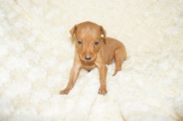 極小！！【レッド】女の子（051201）ミニチュアピンシャー