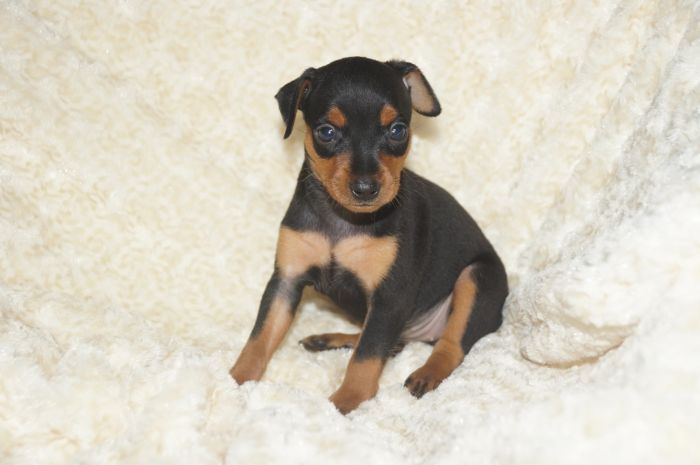 小ぶり！！【ブラックタン】女の子（051801）ミニチュアピンシャー