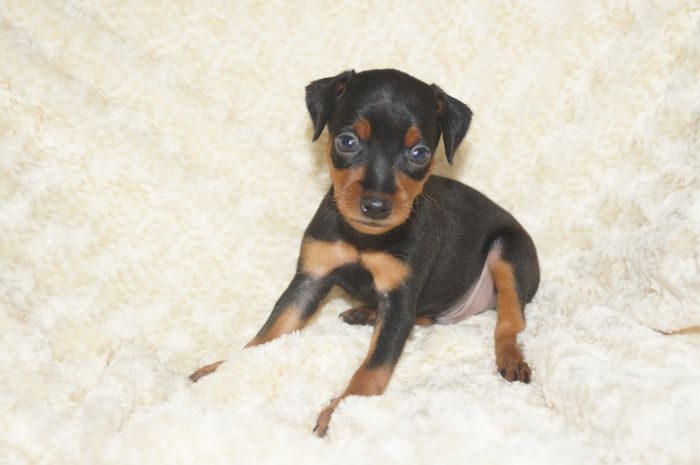 小ぶり！！【ブラックタン】男の子（051802）ミニチュアピンシャー