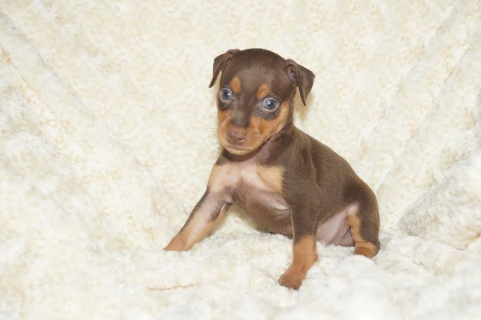 小ぶり！！【チョコタン】男の子（051803）ミニチュアピンシャー