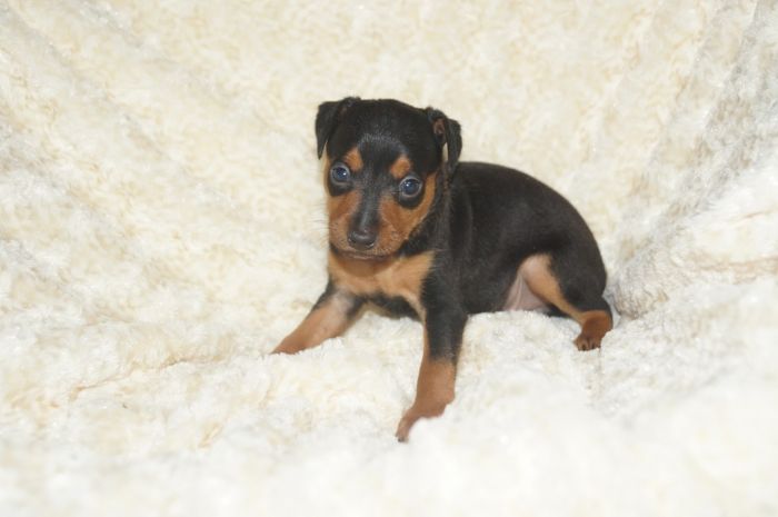 【ブラックタン】男の子（051901）ミニチュアピンシャー