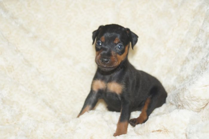 【ブラックタン】女の子（051902）ミニチュアピンシャー