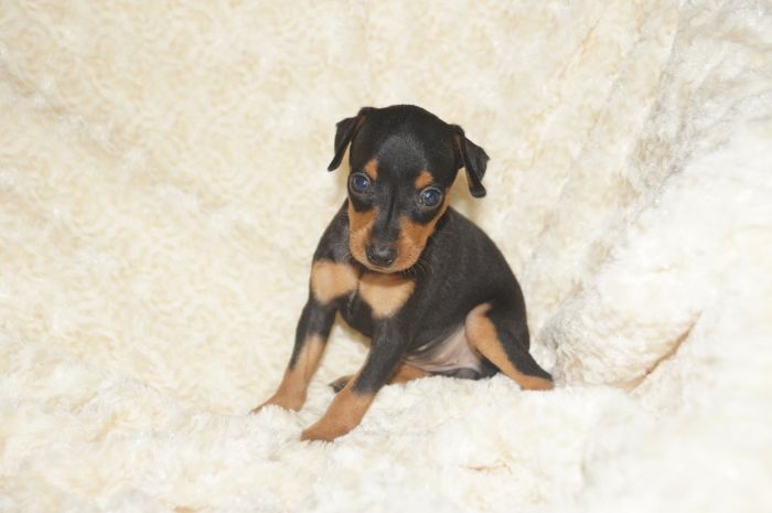 小ぶり！！【ブラックタン】女の子（052102）ミニチュアピンシャー