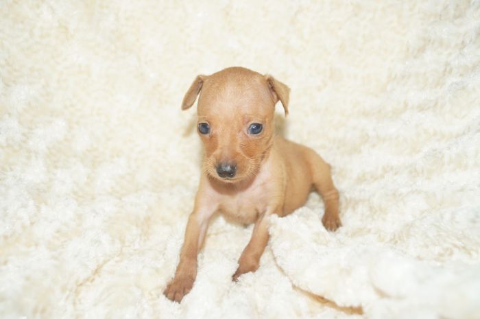 小ぶり！！【レッド】男の子（052801）ミニチュアピンシャー