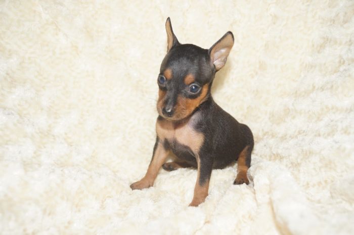 小ぶり！！【ブラックタン】男の子（052802）ミニチュアピンシャー