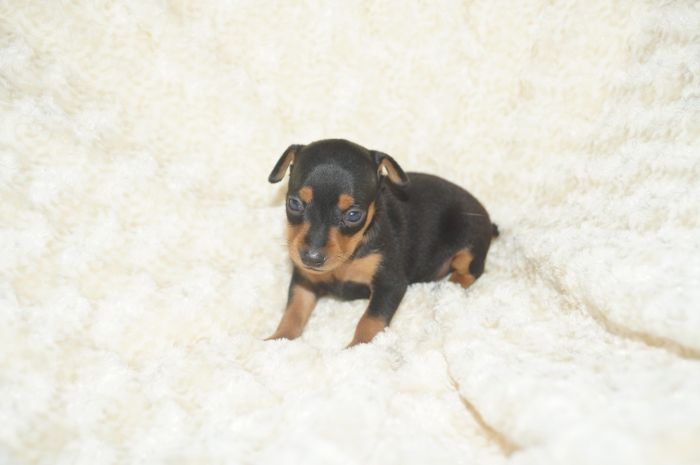 小ぶり！！【ブラックタン】女の子（052601）ミニチュアピンシャー