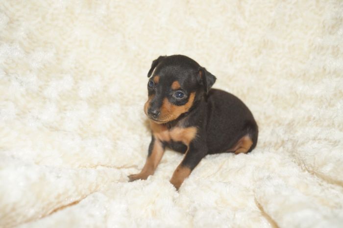 小ぶり！！【ブラックタン】女の子（052602）ミニチュアピンシャー