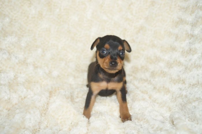 小ぶり！！【ブラックタン】男の子（052603）ミニチュアピンシャー