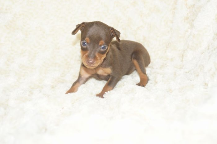 小ぶり美人！！【チョコタン】女の子（060902）ミニチュアピンシャー