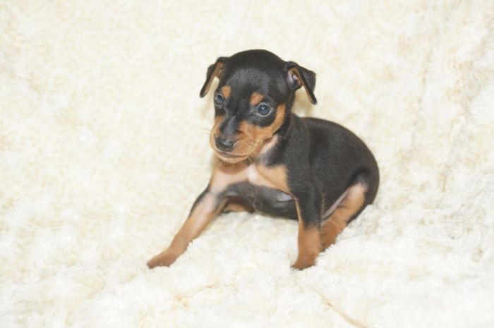 小ぶり！！【ブラックタン】男の子（060903）ミニチュアピンシャー