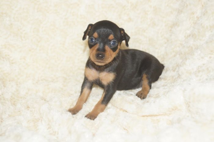 小ぶり！！【ブラックタン】女の子（070702）ミニチュアピンシャー