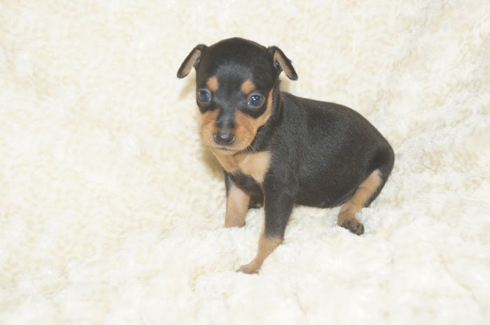 小ぶり美人！！【ブラックタン】女の子（070701）ミニチュアピンシャー