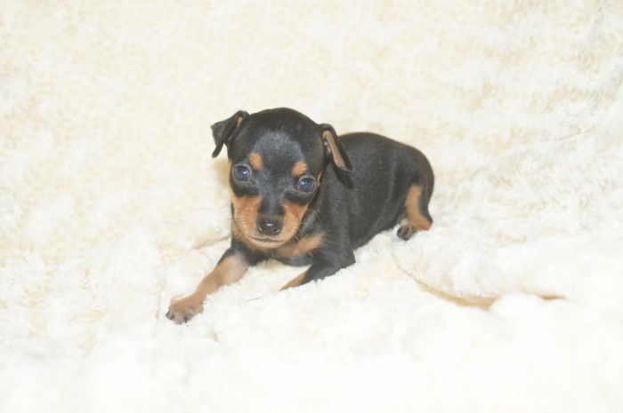 小ぶり！！【ブラックタン】男の子（070703）ミニチュアピンシャー