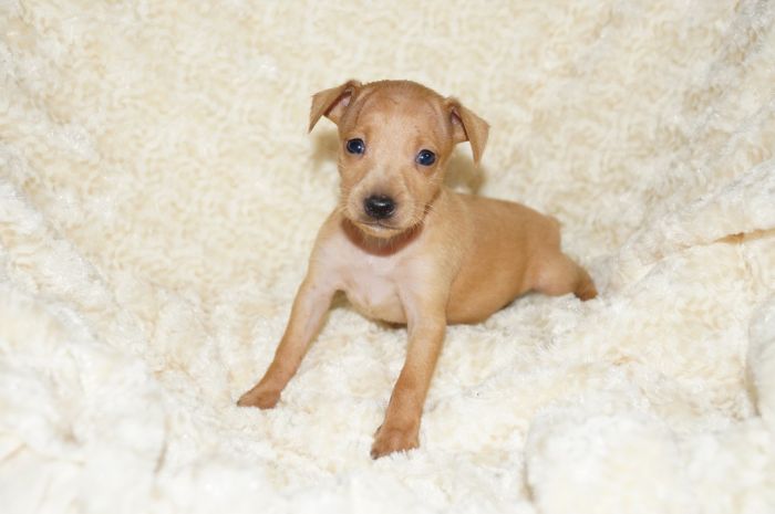 【レッド】男の子（072001）ミニチュアピンシャー