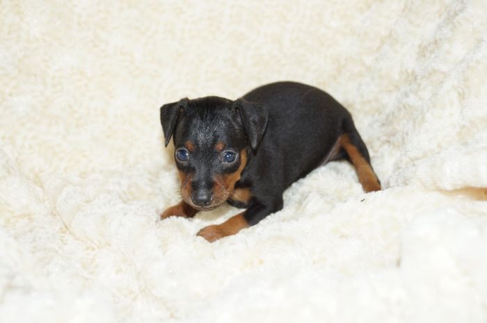 【ブラックタン】男の子（072002）ミニチュアピンシャー