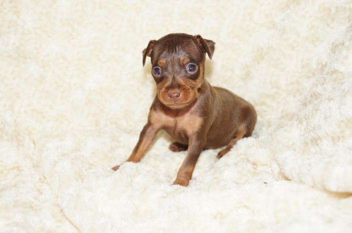 小ぶり人気色！！【チョコタン】男の子（072101）ミニチュアピンシャー